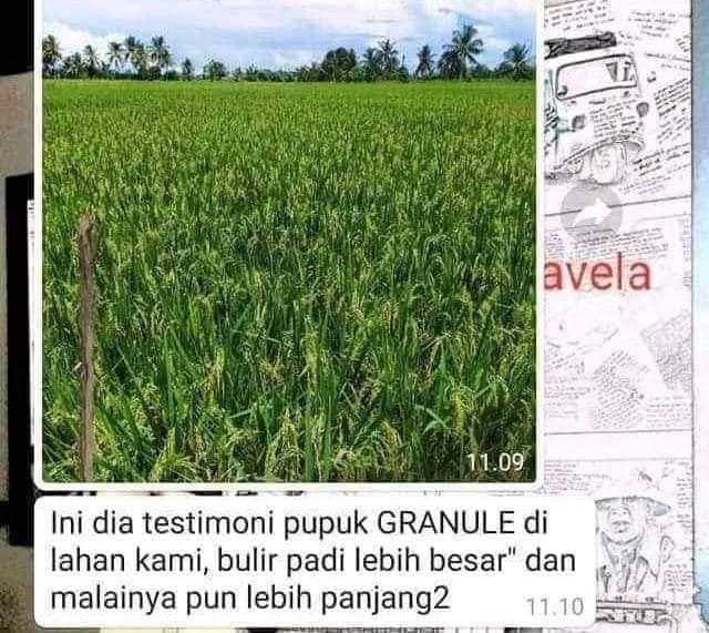 WA 0857 9711 6827 suplayer  Pupuk Organik Granule Nasa di 
Majene