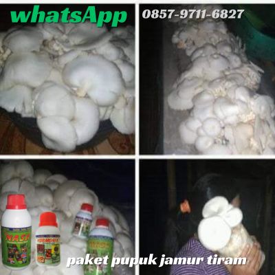 WA 0857 9711 6827 Pupuk Yang Bagus Untuk Jamur Tiram di Bekasi