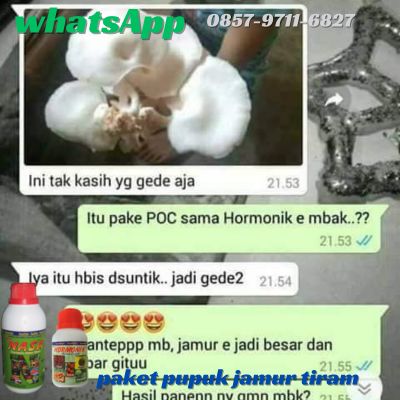 Agen Nasa Jual Pupuk Perangsang Pertumbuhan Jamur Tiram di Padang