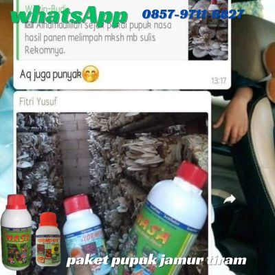 Agen Nasa Jual Nutrisi Untuk Jamur Tiram di Semarang