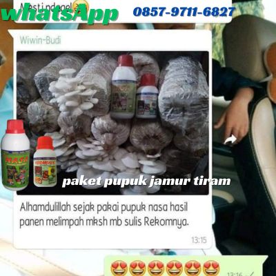 WA 0857 9711 6827 Pupuk Jamur Tiram Putih di Metro