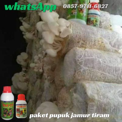 Agen Nasa Jual Pupuk Jamur Tiram Putih di Pungging