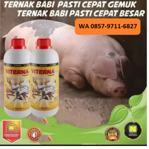 WA 0857 9711 6827 | Grosir  Supplemen  Penggemukan Ternak Babi di Kota Bitung